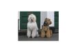 Dapper Dog Grooming Salon logo
