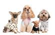 Dapper Dogs Grooming image 1