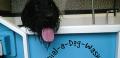 Dial-A-Dog-Wash image 3