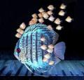 Discus Fish UK image 1