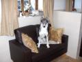 Dog Grooming and Licensed Home Boarding at WAGGYTAILS Derbyshire image 2
