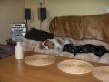 Dog Grooming and Licensed Home Boarding at WAGGYTAILS Derbyshire image 7
