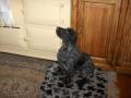 Dog Grooming and Licensed Home Boarding at WAGGYTAILS Derbyshire image 8