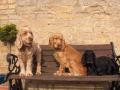 Dog Grooming and Licensed Home Boarding at WAGGYTAILS Derbyshire image 1