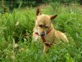 Dog Walking & Pet Sitting Huddersfield - K9 Country Walking image 2