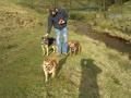 Dog Walking & Pet Sitting Huddersfield - K9 Country Walking image 6