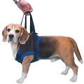 Dogmobility image 10