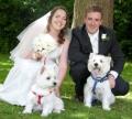 Dogs at your Wedding image 3