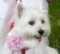 Dogs at your Wedding image 1