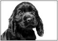 DrackettCase Cocker Spaniels image 8