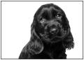 DrackettCase Cocker Spaniels image 9