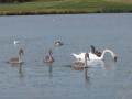 Druridge Bay Country Park image 3