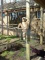 Drusillas Zoo Park image 4