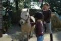 Dulwich Riding School image 3