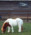 Dulwich Riding School image 4