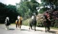 Dulwich Riding School image 6