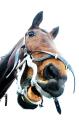 EQUINE DENTAL TECHICIAN /EDT  /HORSE DENTIST image 1