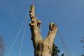 East Devon Tree Care Ltd image 2