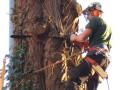 East Devon Tree Care Ltd image 3