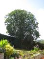 East Devon Tree Care Ltd image 6