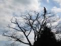 East Devon Tree Care Ltd image 7