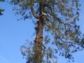 East Devon Tree Care Ltd image 8