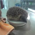 East Sussex Wildlife Rescue & Ambulance Service image 4
