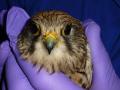 East Sussex Wildlife Rescue & Ambulance Service image 6
