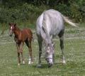 Eastland Meadows Country Park image 7