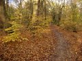 Ecclesall Woods image 2