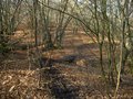 Epping Forest image 5