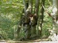 Epping Forest image 8