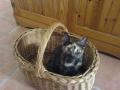 Exeter Pet Sitters image 5