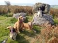 Exeter Pet Sitters image 6