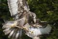 Exmoor Owl & Hawk Centre image 5