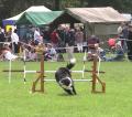 Fair Weather Dog Training Club image 3