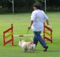 Fair Weather Dog Training Club image 4