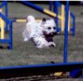Fair Weather Dog Training Club image 7