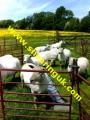 Farm Worker (Sheep Shearing) image 1