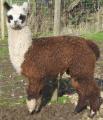 Farrlacey Alpacas logo