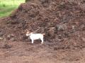 Fenland topsoil & organic composts image 3