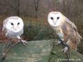 Festival Park Owl Sanctuary image 1