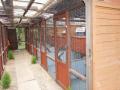 Firs Kennels Cattery image 3