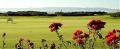 Fortrose And Rosemarkie Golf Club image 5