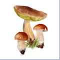 Fungi for Fun image 3