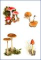 Fungi for Fun image 10