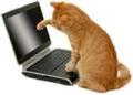 GINGER CAT COMPUTER SOLUTIONS image 1