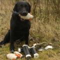Gear And Gundogs Limited image 1
