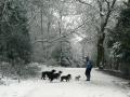 Glasgow Dog Walking, Boarding & Pet Care Services image 2