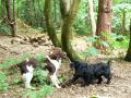 Glasgow Dog Walking, Boarding & Pet Care Services image 5